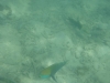 Snorkelen Long Beach
