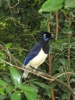 Mooie vogel bij Iguazu watervallen.