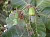 Cashewnootvruchten.