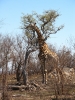 Klik om te vergroten Giraffe.