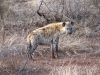 Klik om te vergroten Hyena