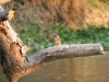 IJsvogel.