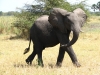 Olifant in actie.