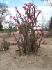 Liwonde national Park.
