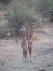 Giraffen.