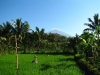 Uitzicht op de Rinjanivulkaan ( Lombok).