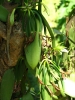 Vanille (Lombok).
