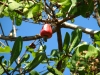 Klik om te vergroten Cashewvrucht (Flores).