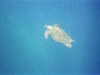 Klik om te vergroten Zeeschildpad