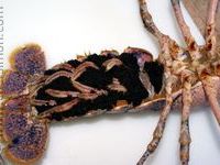 Oeufs de homard-image