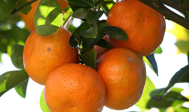 Singe Orange /Éplucheur Fruits /Éplucheur orange
