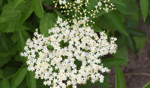 Idées De Recettes De Cuisine à Base De Fleur Doranger