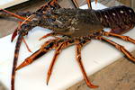 Langouste crue