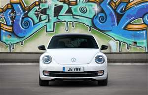 Beetles for sale