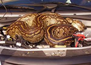 Snake in a car