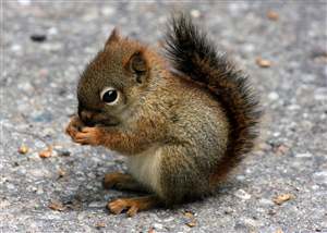 Squirrel causes £5k car crash