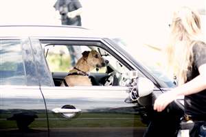 Dogs learning to drive