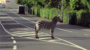 Zebra crossing