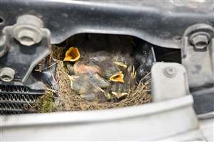 Drive Toyota, attract birds!