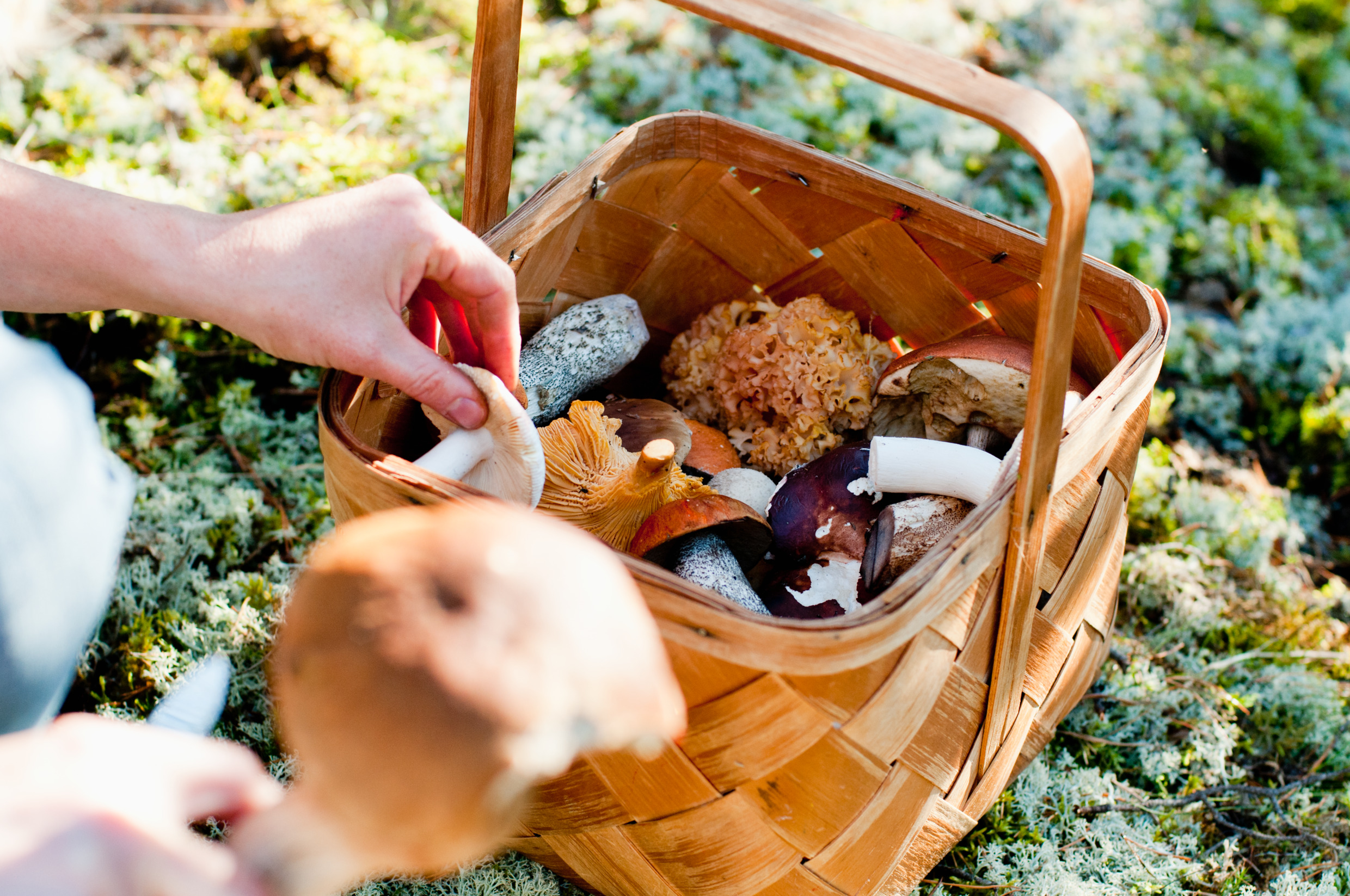 Picking mushrooms