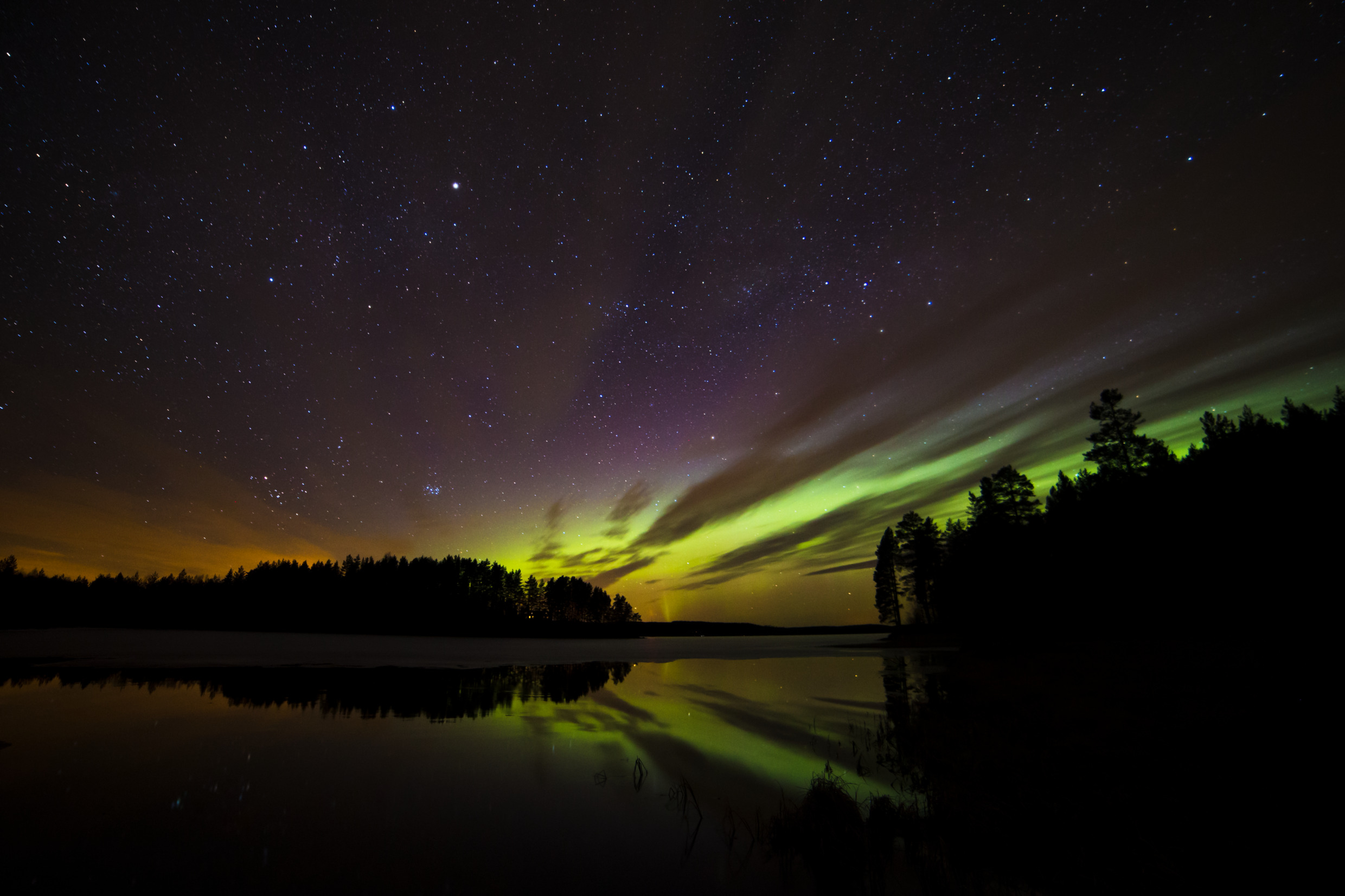 Norrsken över trädtopparna i en mörk skog.