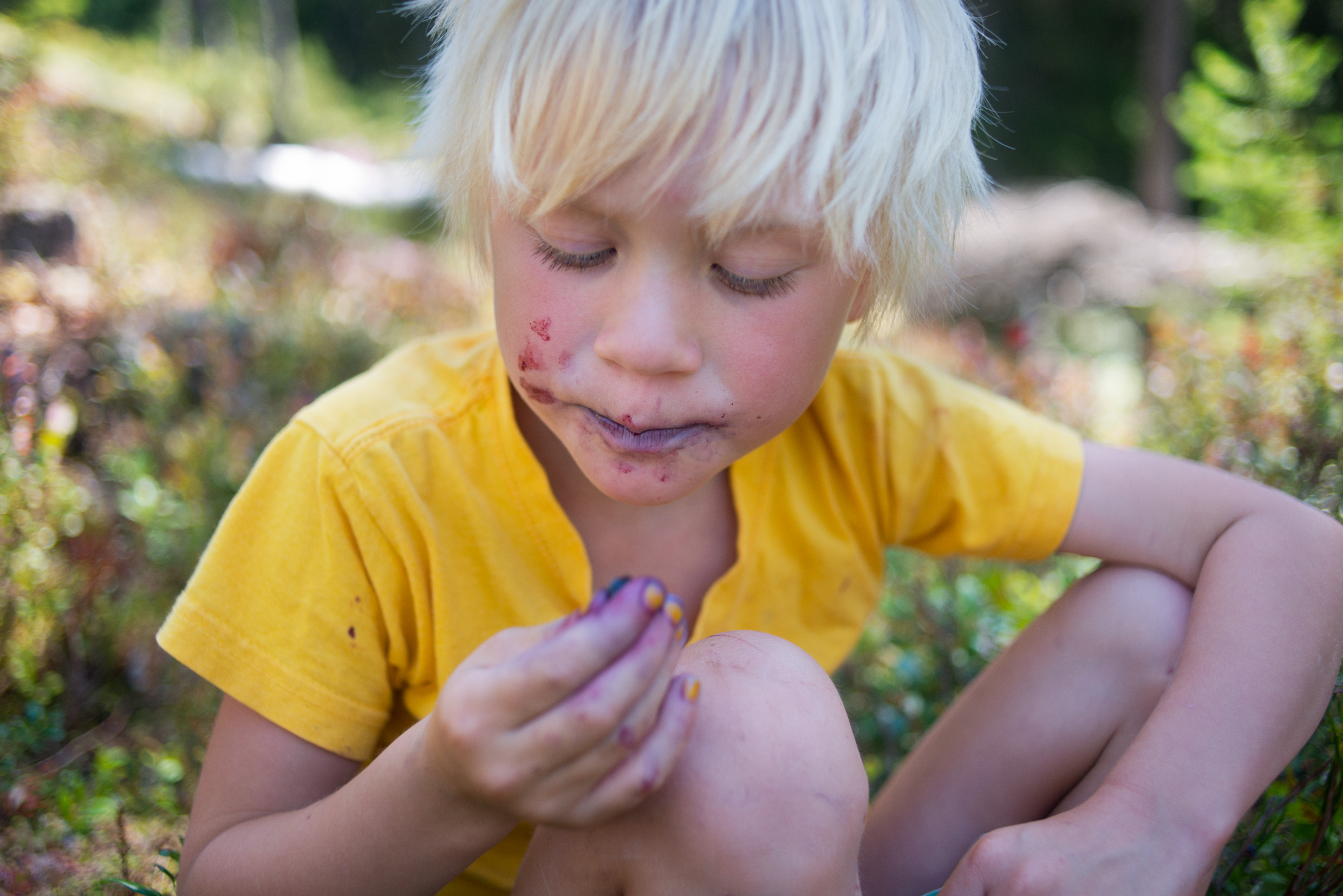 En liten pojke sitter i blåbärsriset i skogen och äter blåbär så kinderna är alldeles blåa.