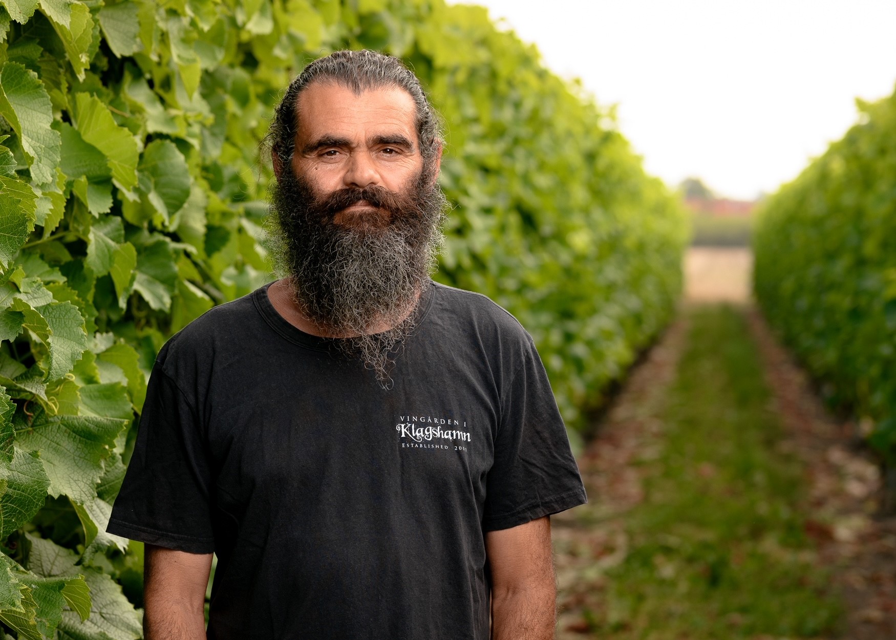 murre från Klaghamns vingård.jpg