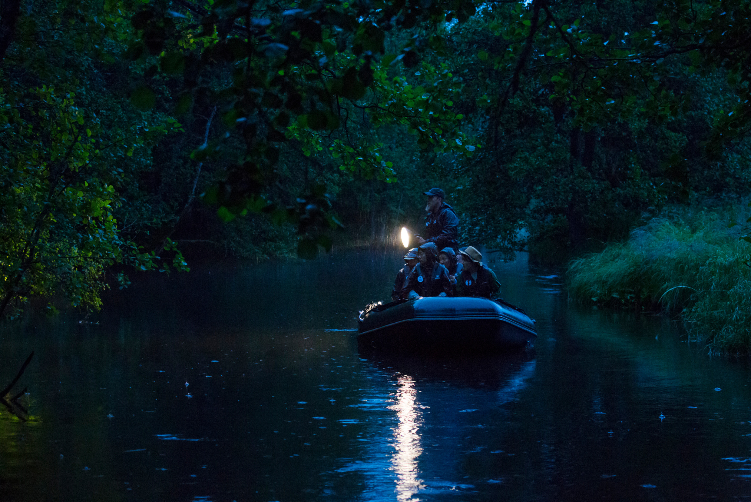 En gummiflotte på ett litet vattendrag i skymningen. Personerna i båten lyser med ficklampor upp i skogen för att upptäcka kvällsaktiva djur.