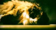 Dead Cat