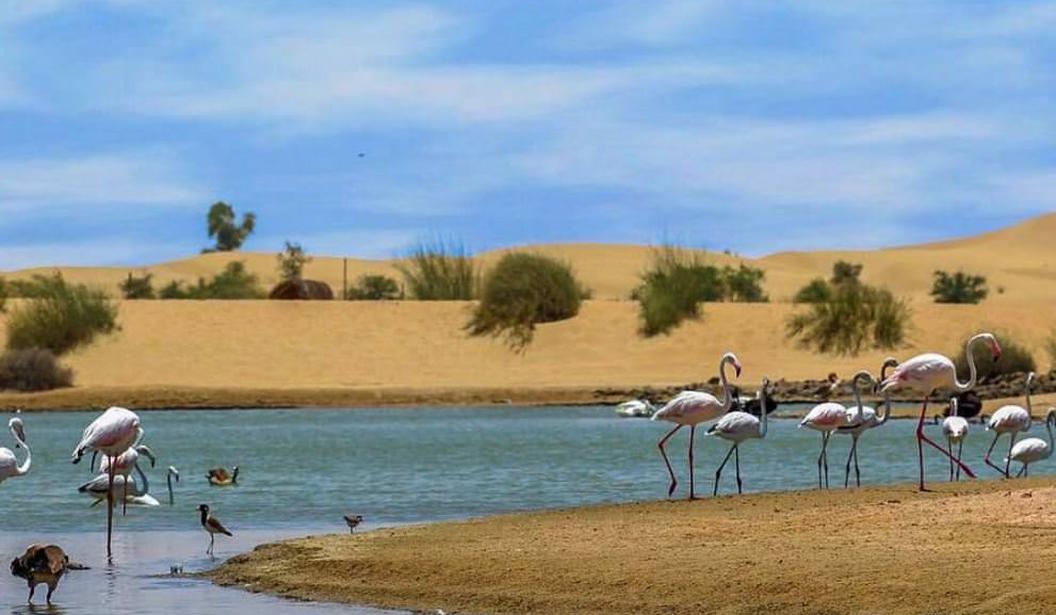 Al Qudra Lakes