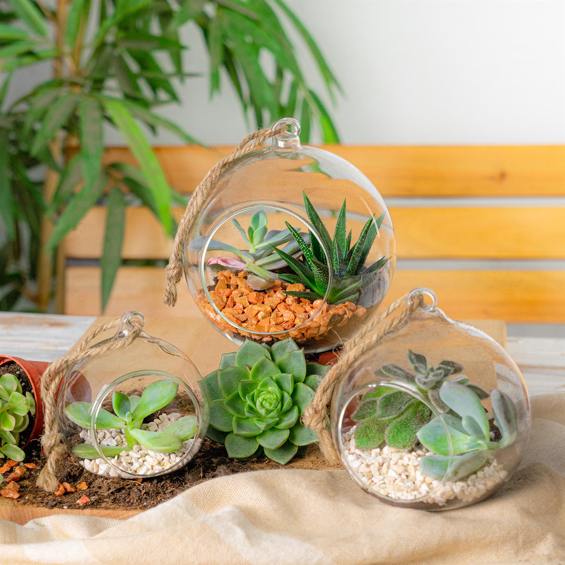 Using Try This Web-site On Online Succulent Stores