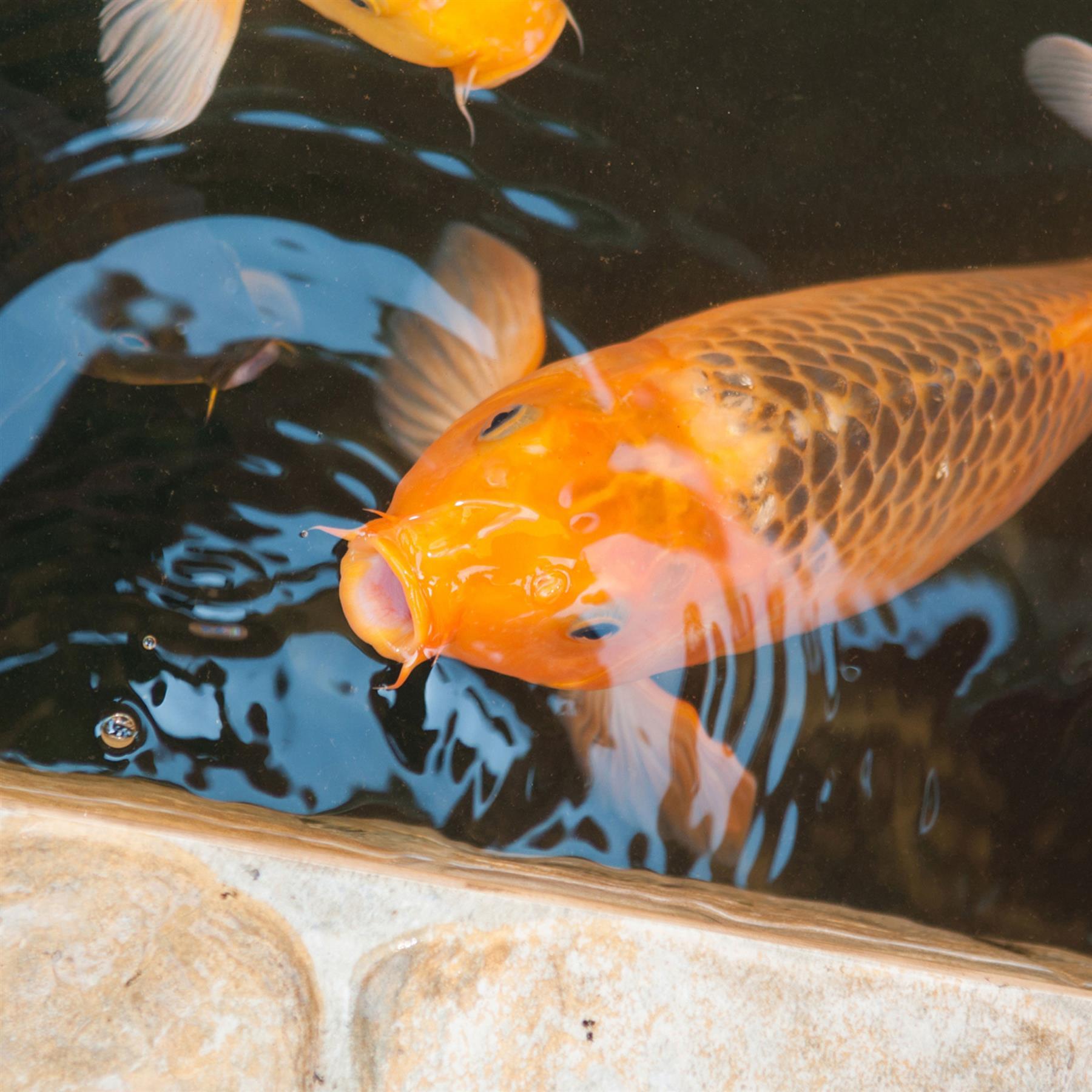 TETRA POND STICKS 40L + 25% EXTRA FILL 50L TOTAL KOI CARP GOLDFISH FLOATING FOOD