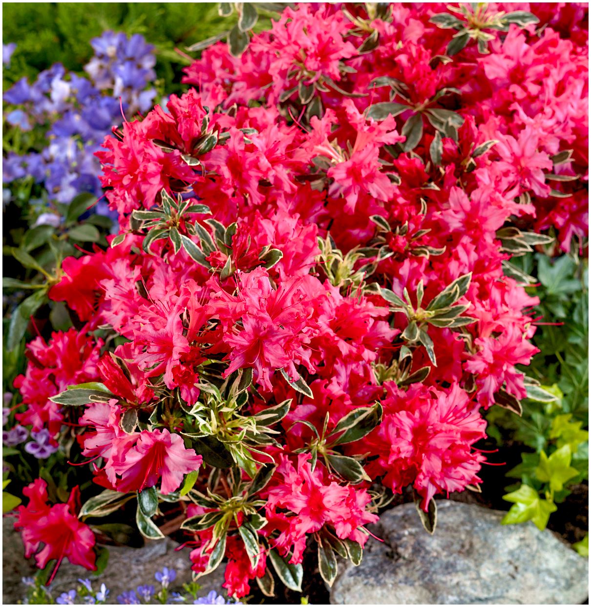 x3] Dwarf Japanese Azalea Japonica 'Silver Sword' | Pot Plants