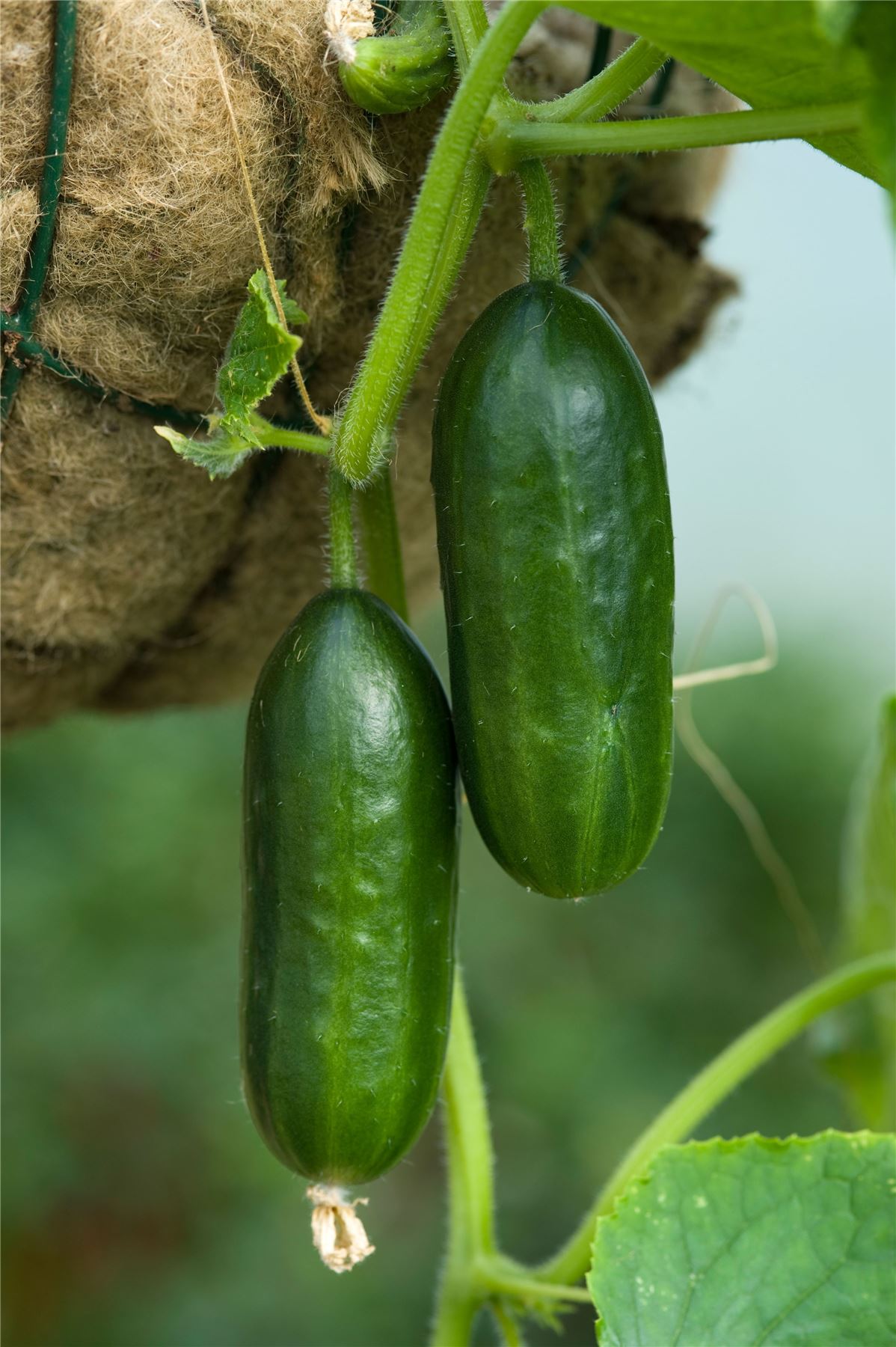 Vegetables - Cucumber - Mini Munch F1 - 15 Seed - Large Pack | eBay