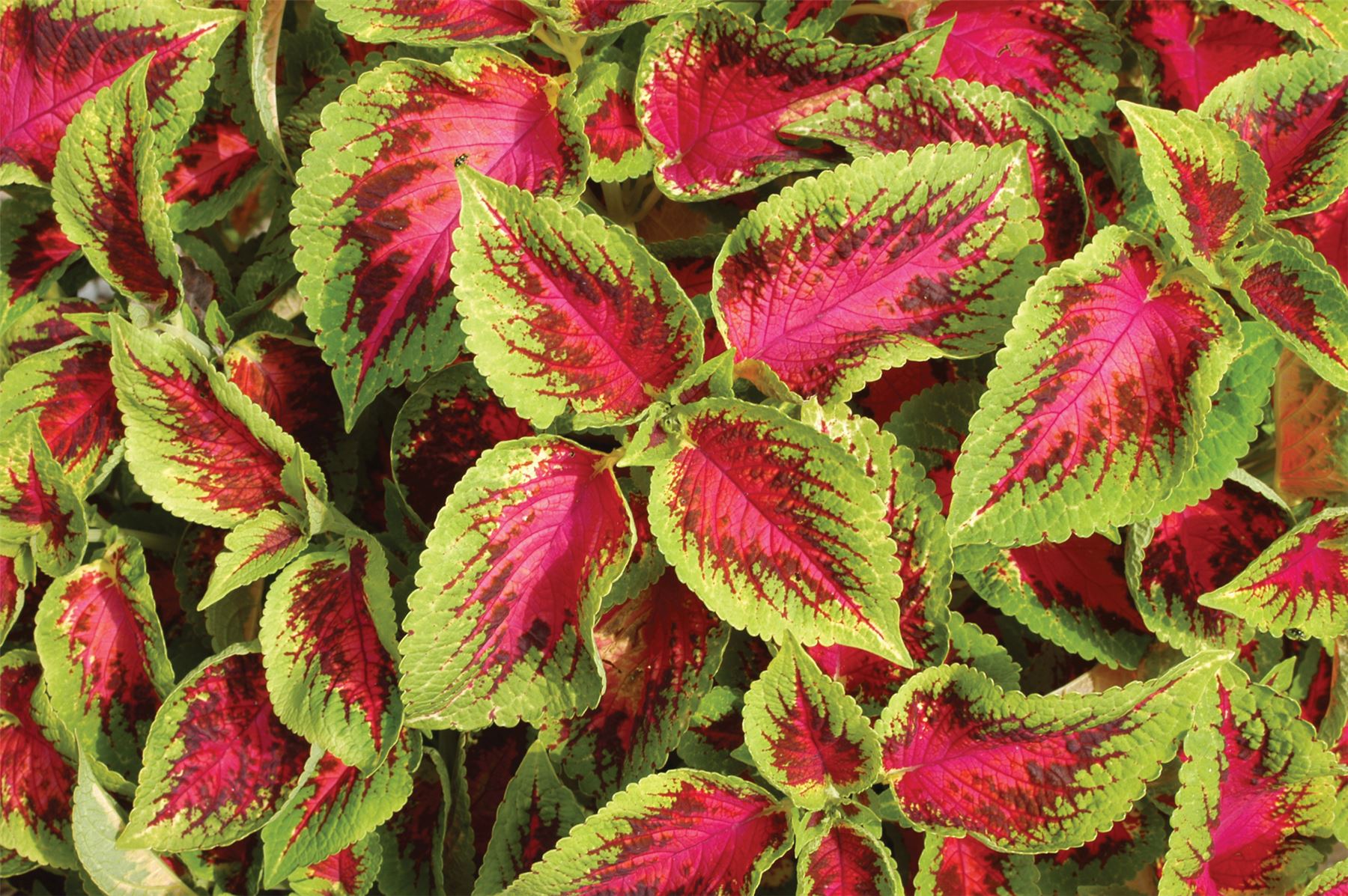 200 Coleus Seeds Jazz Rose Plant Seeds BULK SEEDS