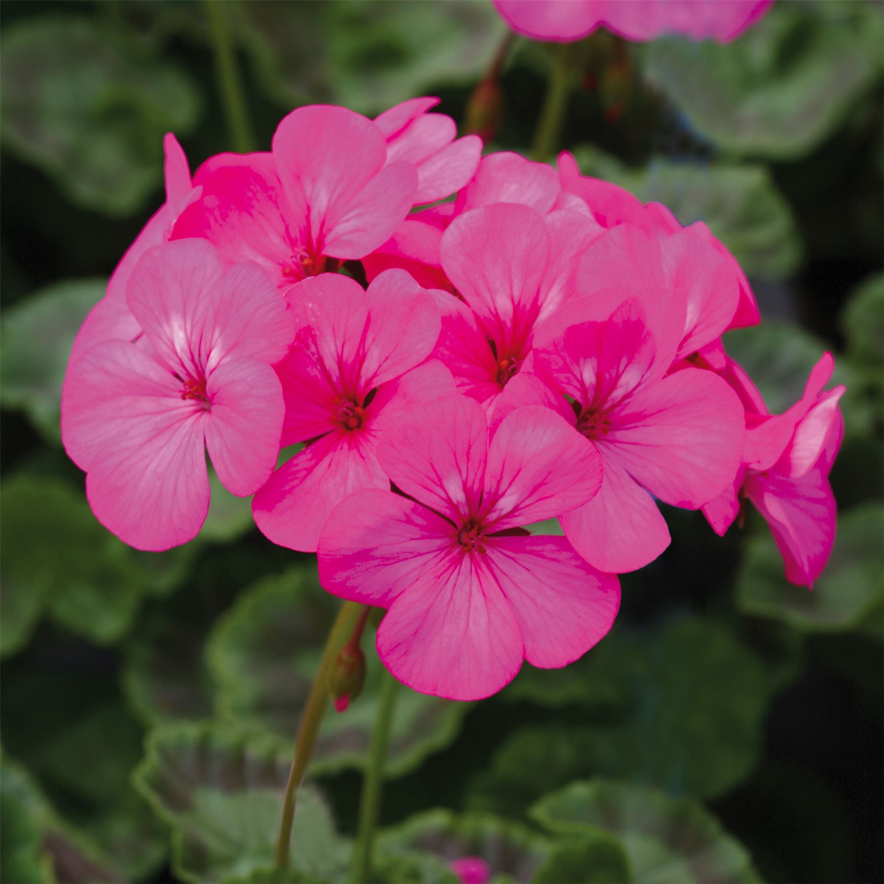 Flower Geranium Horizon F1 Neon Rose 10 Seeds eBay