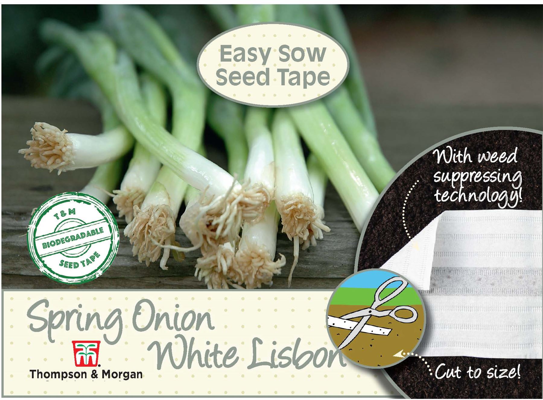 500 Seed Spring Onion White Lisbon Thompson /& Morgan Vegetables