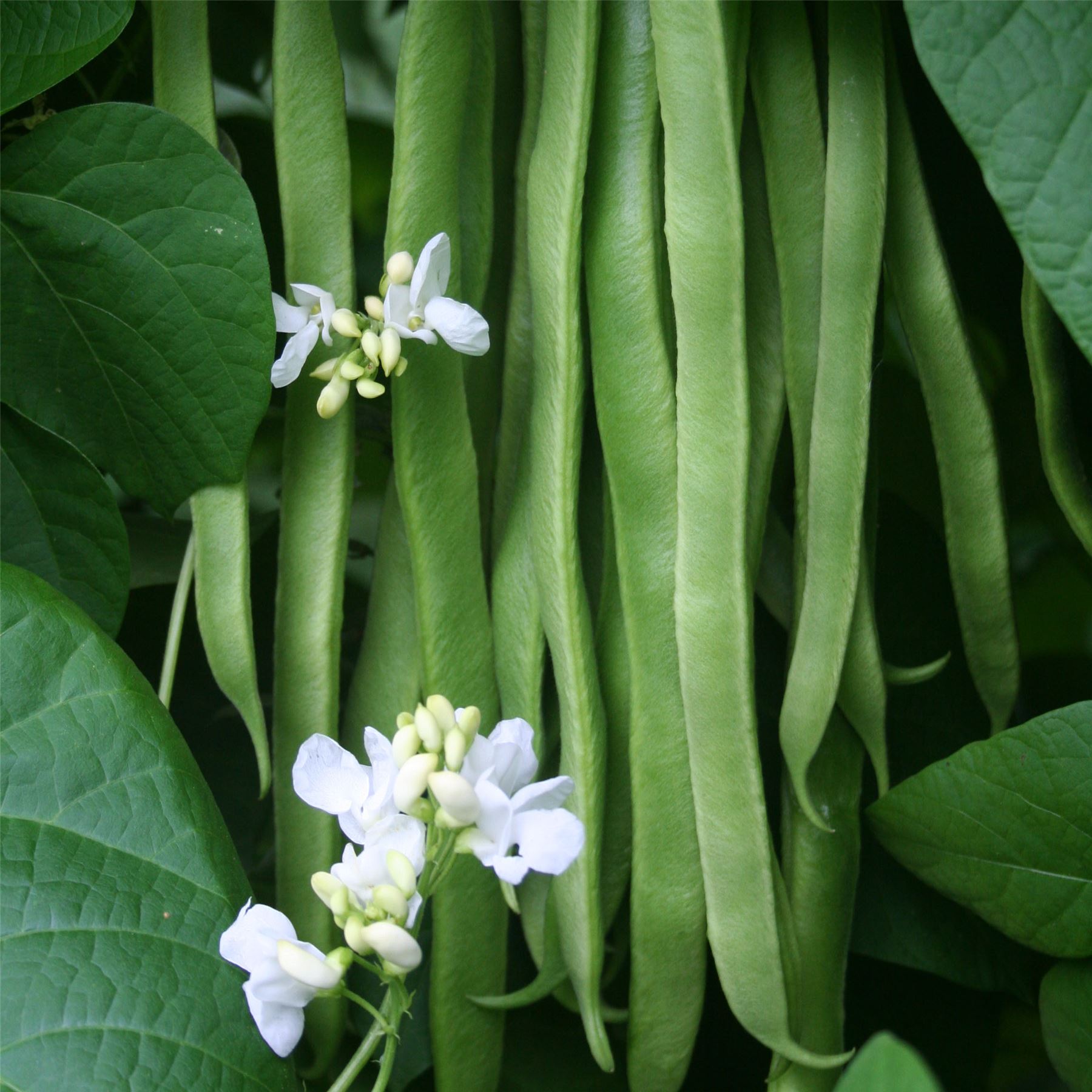 Kings Seeds Vegetable Runner Bean White Lady 45 Seeds eBay