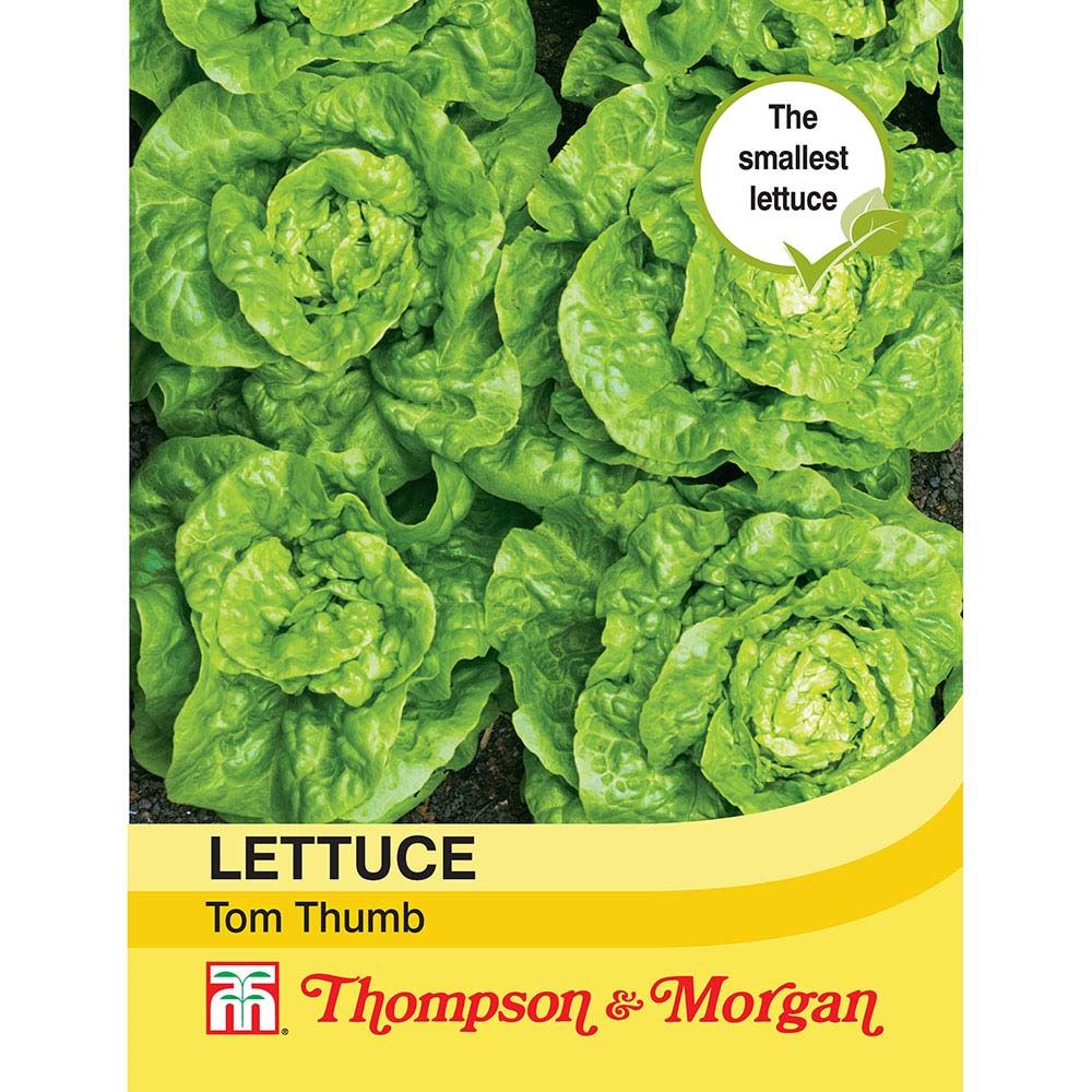 Thompson & Morgan - Vegetables - Lettuce Tom Thumb - 1000 Seed | eBay
