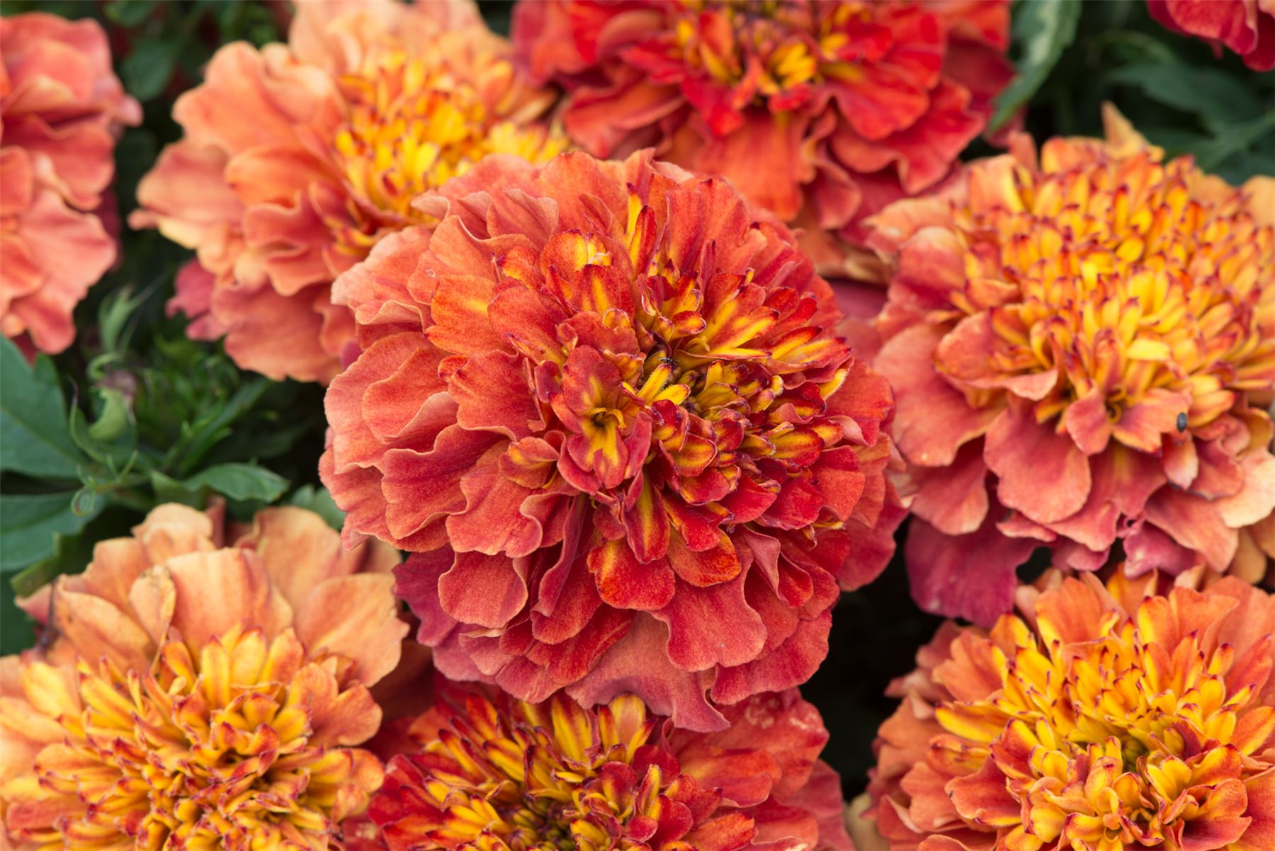 Flower French Marigold Strawberry Blonde 20 Seeds eBay