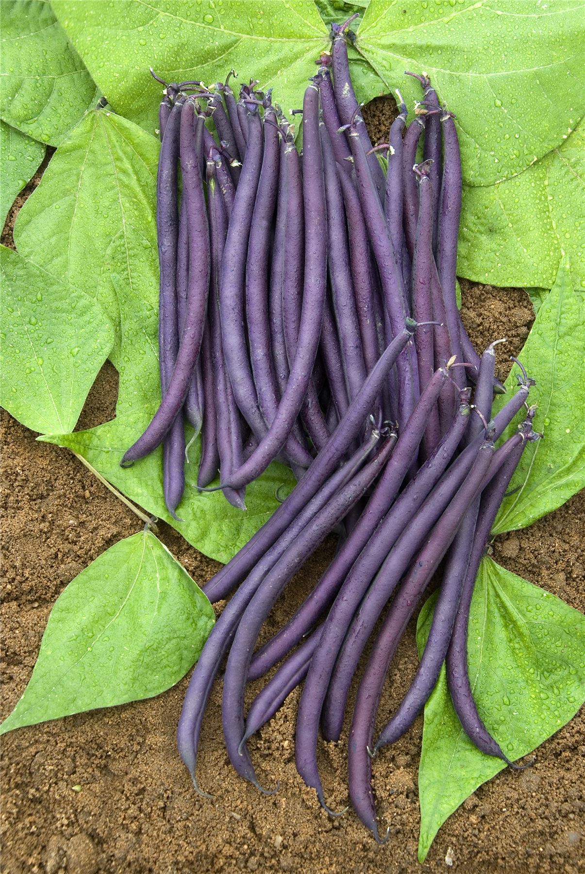 Semi//Seeds FAGIOLO Cropper Teepee