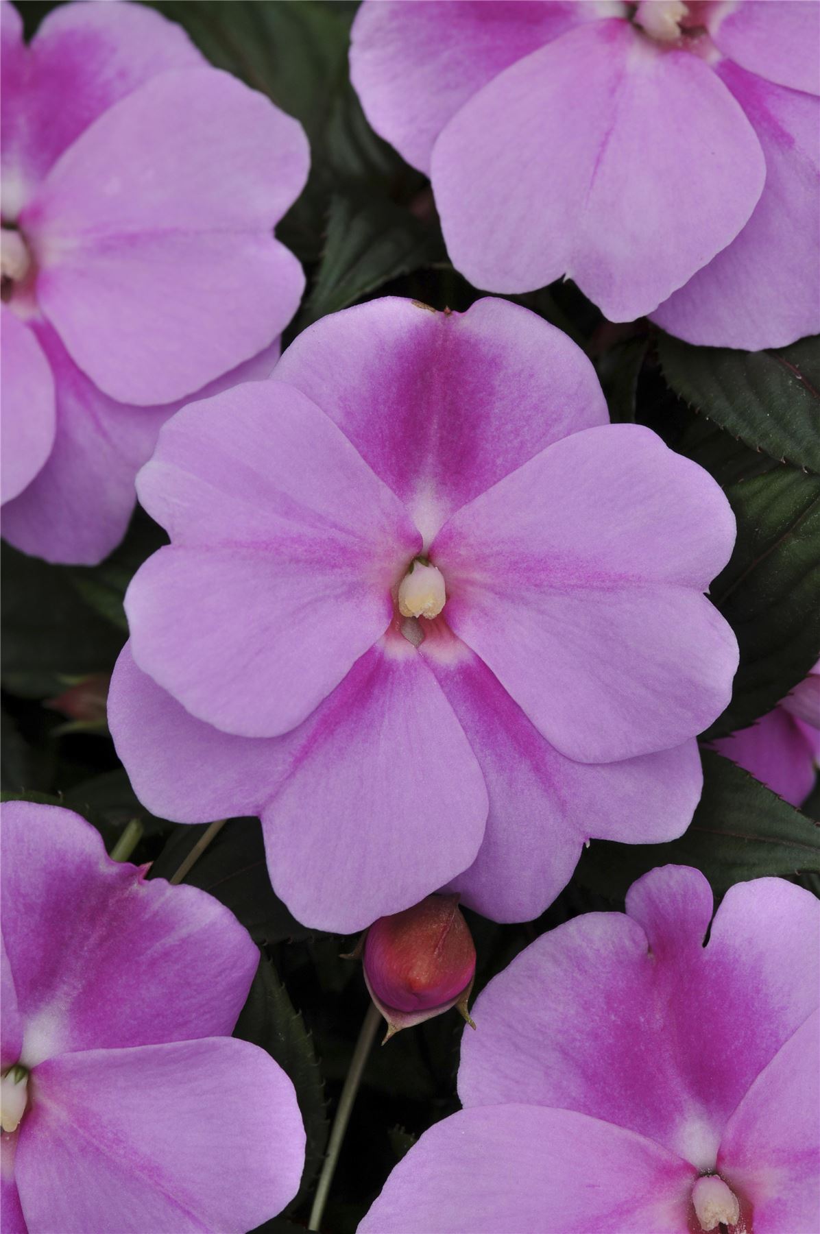 Lavender Impatiens