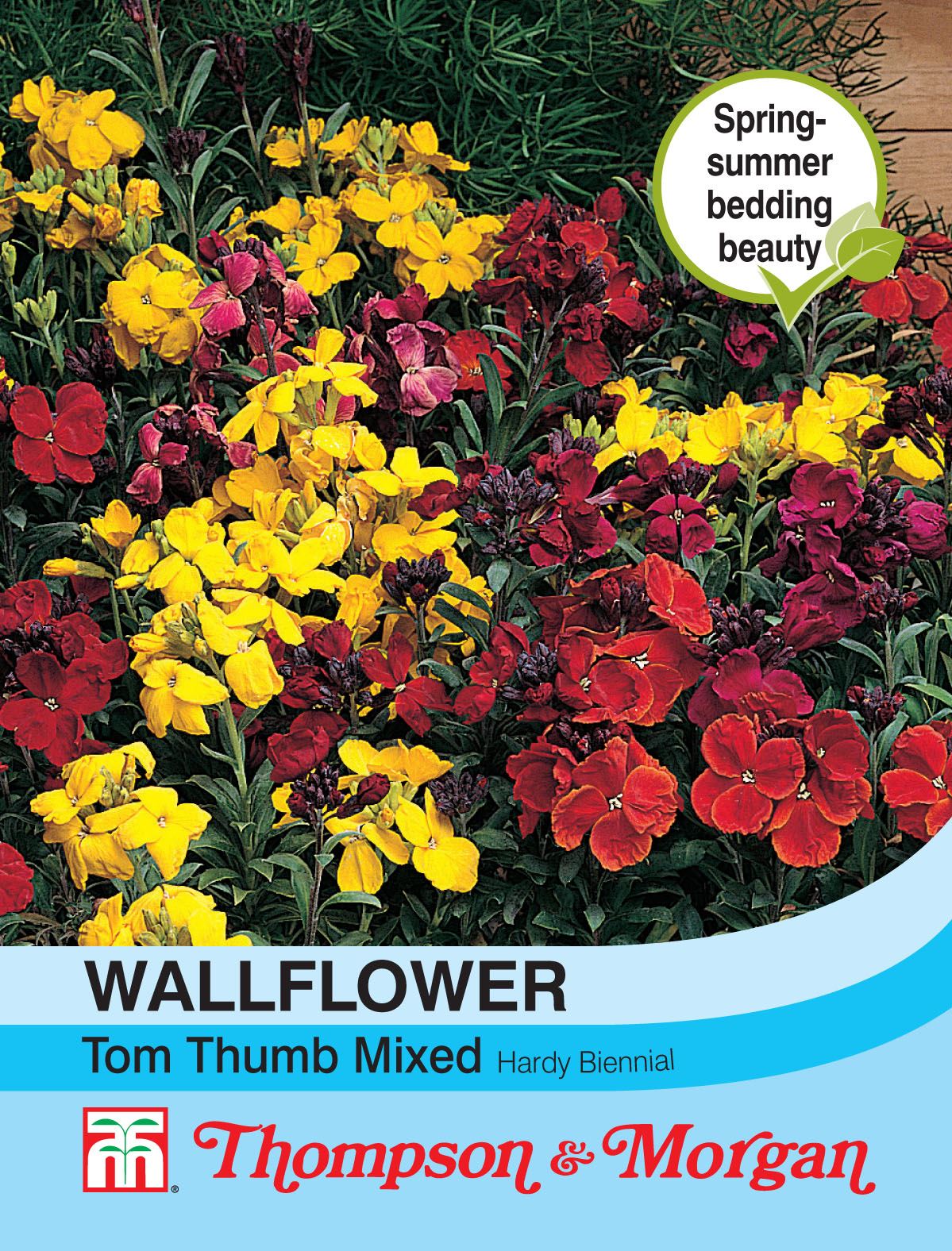1000 Seeds Wallflower Crown Single Mixed 1000 Seeds Wallflower Crown Single Mixed
