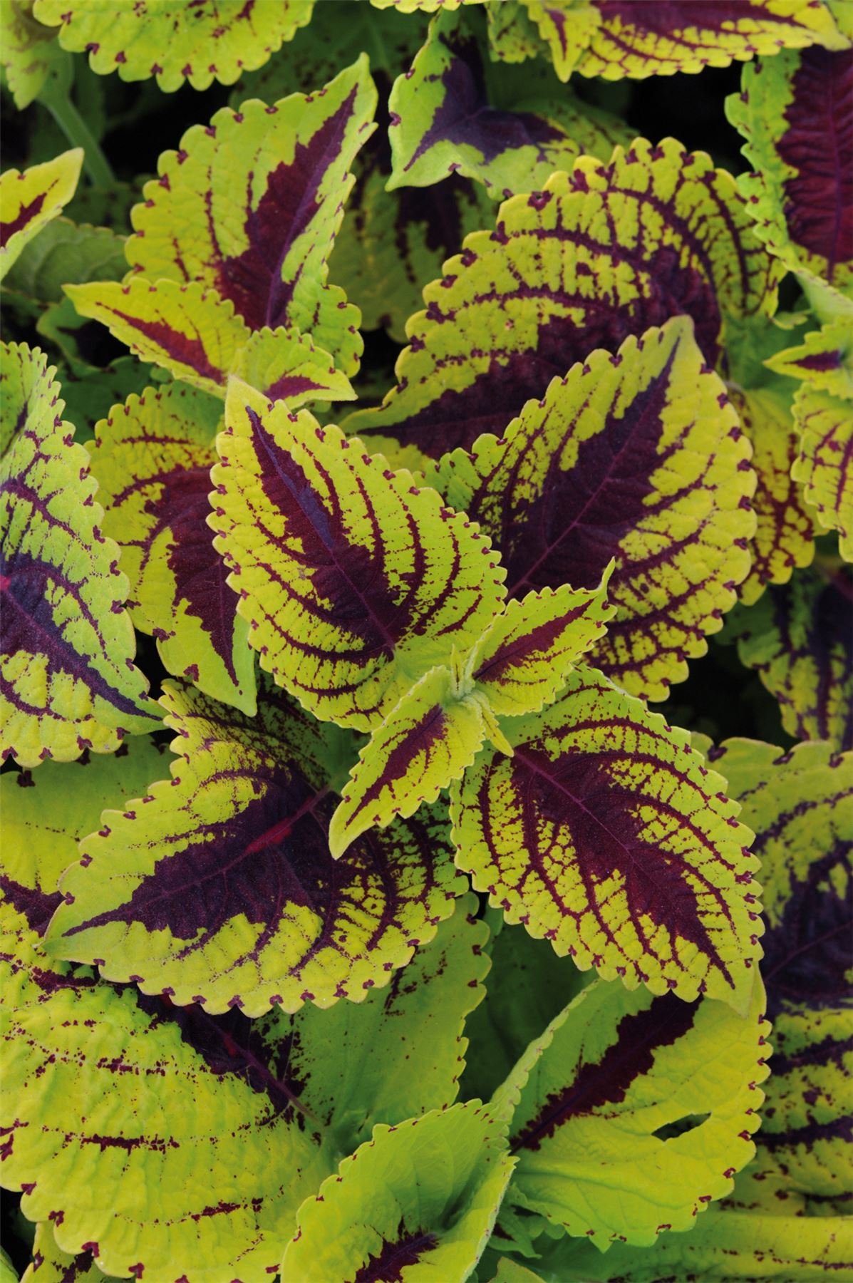 Flower - Coleus - Kong Lime Sprite - 10 Pelleted Seeds | eBay