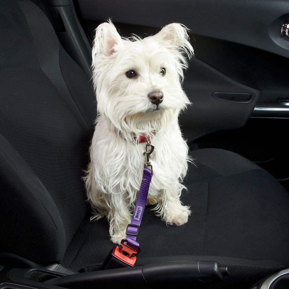 Bunty Chien Chat Voyage Ceinture De Retenue Harnais Clip Pour Voiture Van Plomb Ebay
