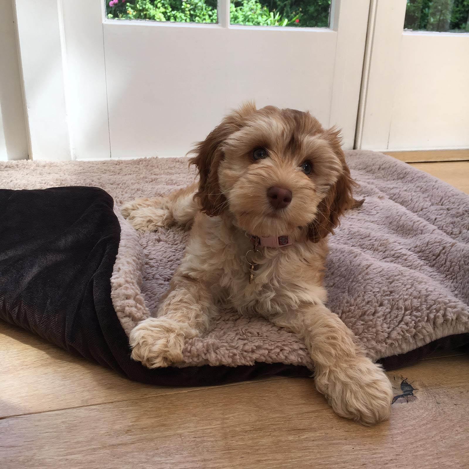 OHS Quilted Pet Blanket Soft Sherpa Fleece Animal Dog Cat Throw