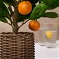 OHS Artificial Tree Plant Foliage in Basket Pot Palm Olive Leaves Tabletop Decor