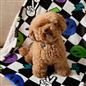 OHS Printed Pet Blanket Reversible Sherpa Fleece Dog Cats Thermal Calming Throw