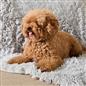 OHS Pet Fleece Throw Fluffy Calming Foldable Travel Dog Puppy Cat Blanket