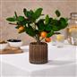 OHS Artificial Tree Plant Foliage in Basket Pot Palm Olive Leaves Tabletop Decor
